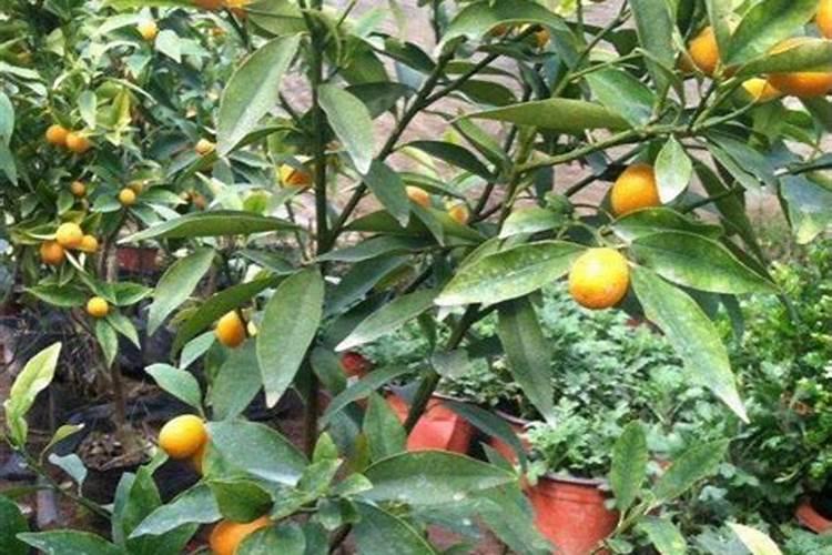 丑橘树几年结果