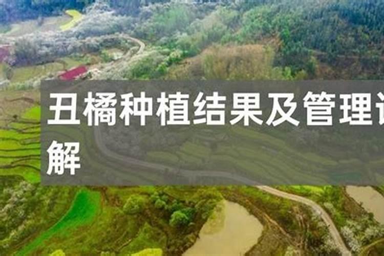 丑橘挂果时间多久