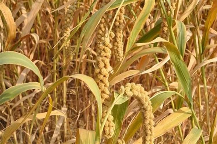 谷子用什么复合肥