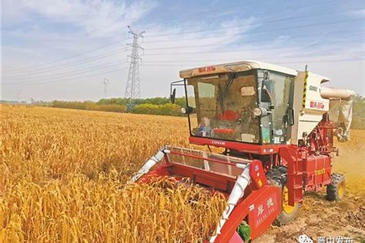 鸡粪有机肥适合哪些农作物