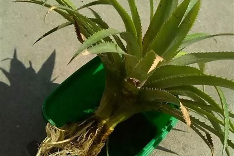 叶子发黄缺什么肥