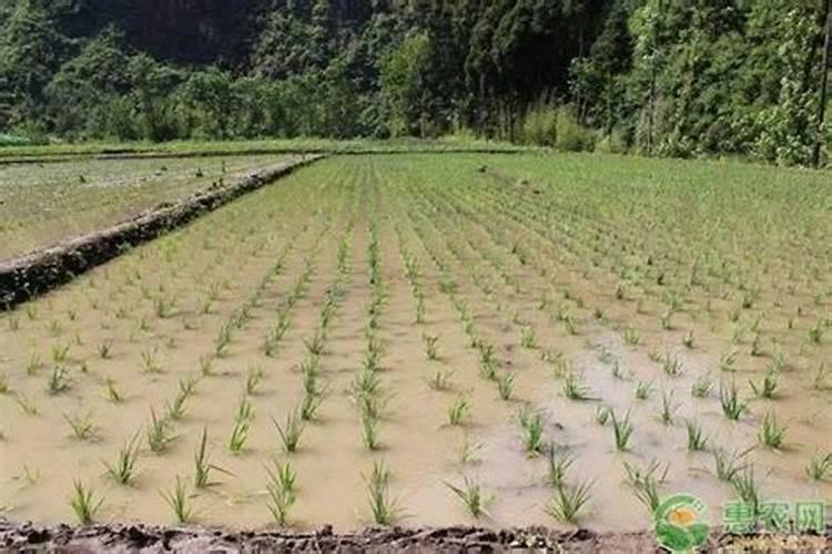 栽水稻什么时侯施肥最好一