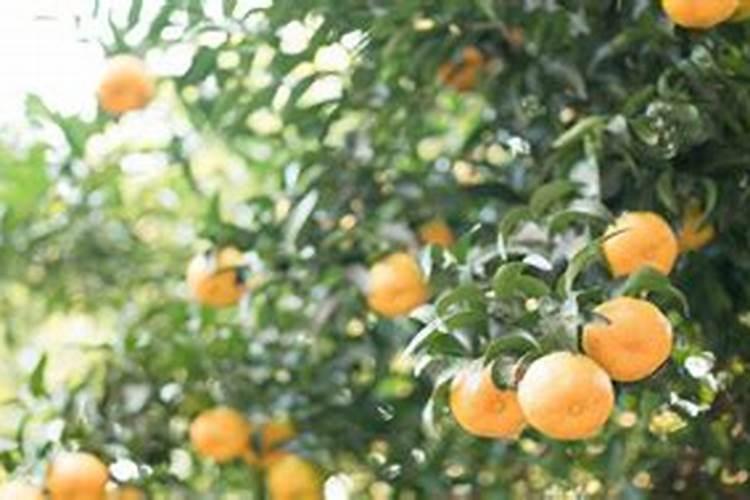 菜豆施肥用什么肥料