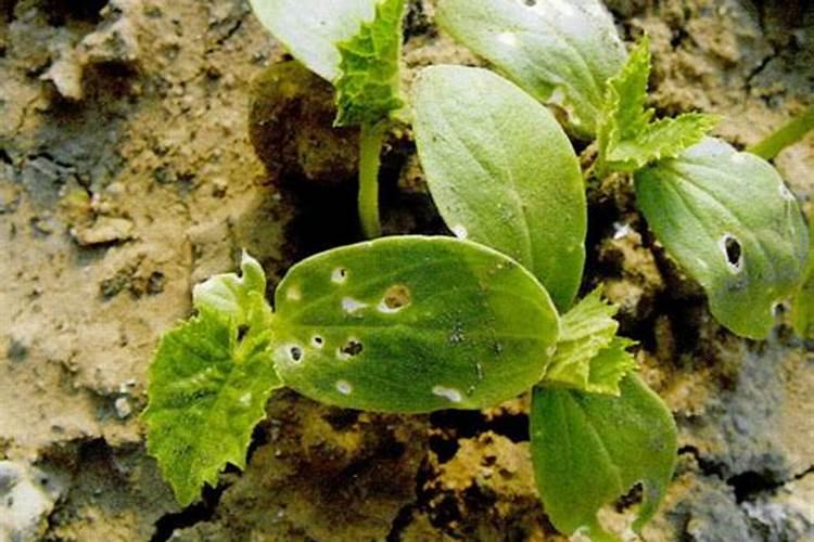 盐碱地用什么肥料好？