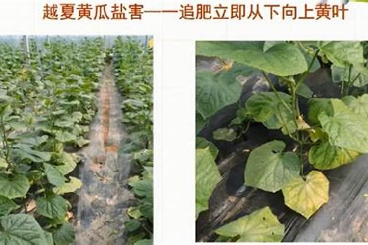 盐碱地上什么肥料改良土壤？