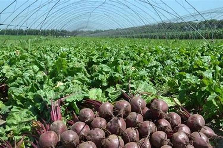 尿素叶面施肥30斤水用多少尿素