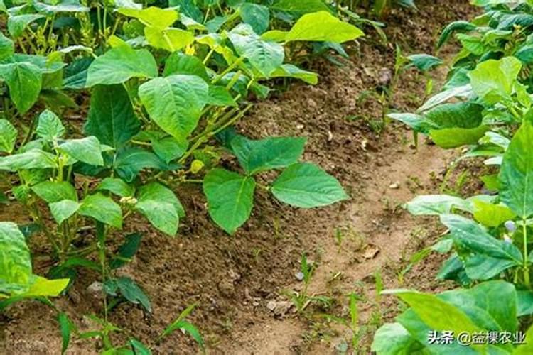 豆角追肥用什么肥料好