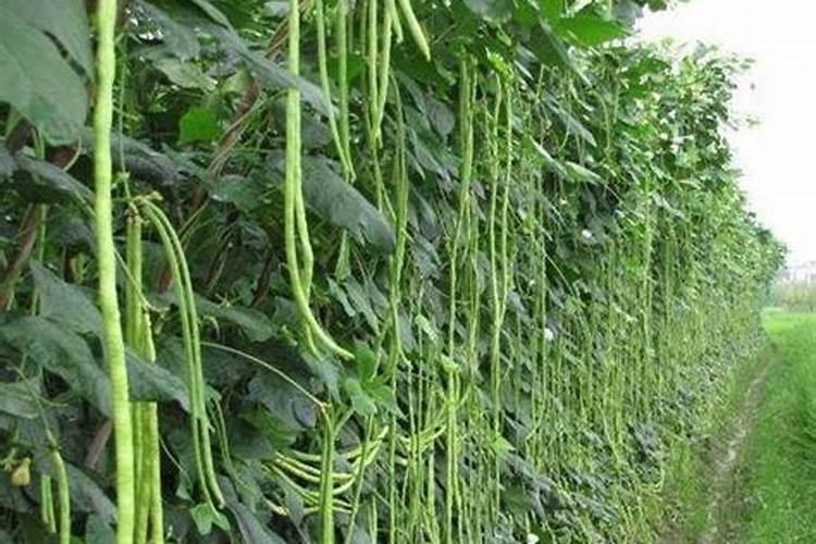 这豆角经过大风大雨后 用什么才能长起来