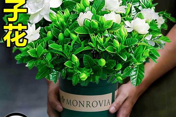 花多多1号适合什么植物