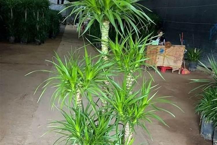 椰子的种植技巧,用什么叶面肥