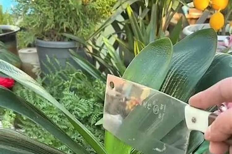 我的蟹爪兰放了君子兰的土可以吗