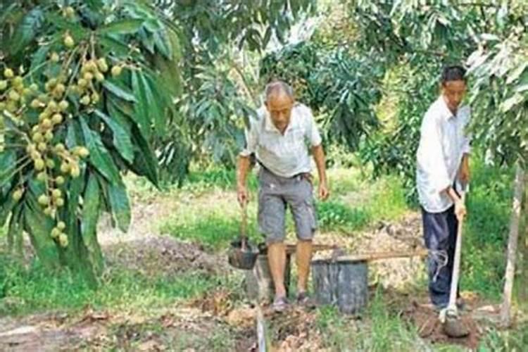 桂圆树采果后怎么施肥 施加什么肥料好