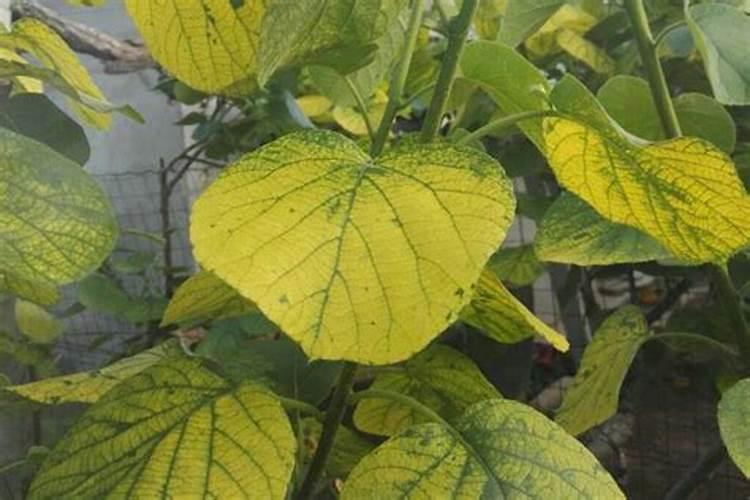 猕猴桃第一次膨大是用平衡肥还是用高钾肥