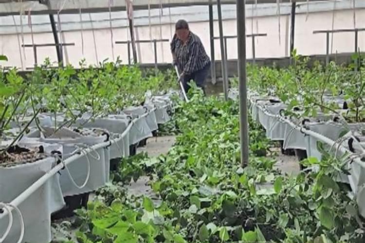 蓝莓树二剪之后可施硫酸铵吗？