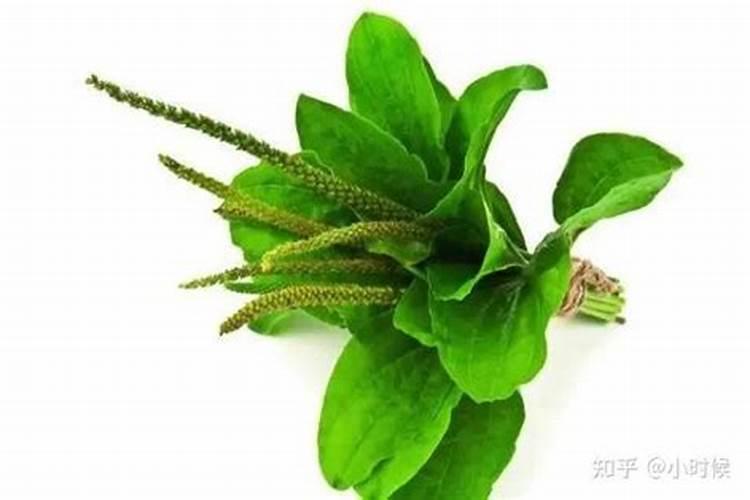 红灵达草甘膦异丙胺盐除草剂有什么优点？