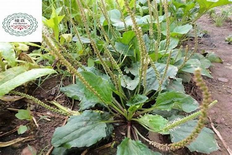 白芨芨草能治什么