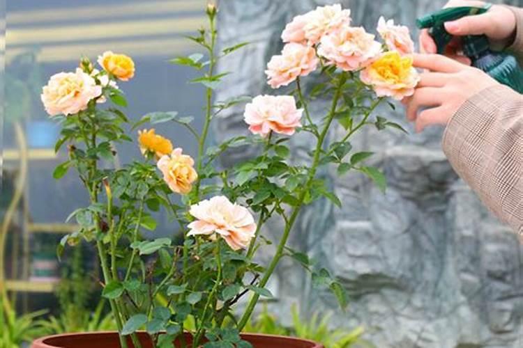 小区绿化带做完杀虫处理,要过多少天才能没有毒呀？