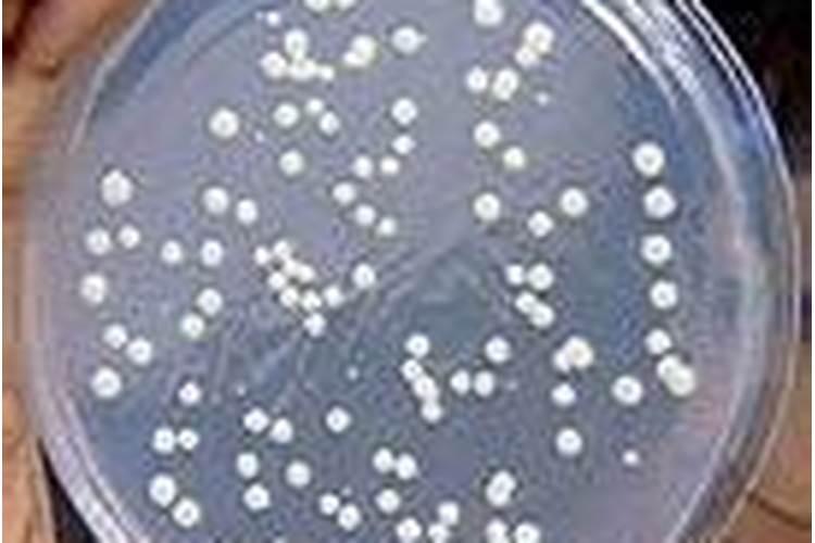 知母有哪些特征？