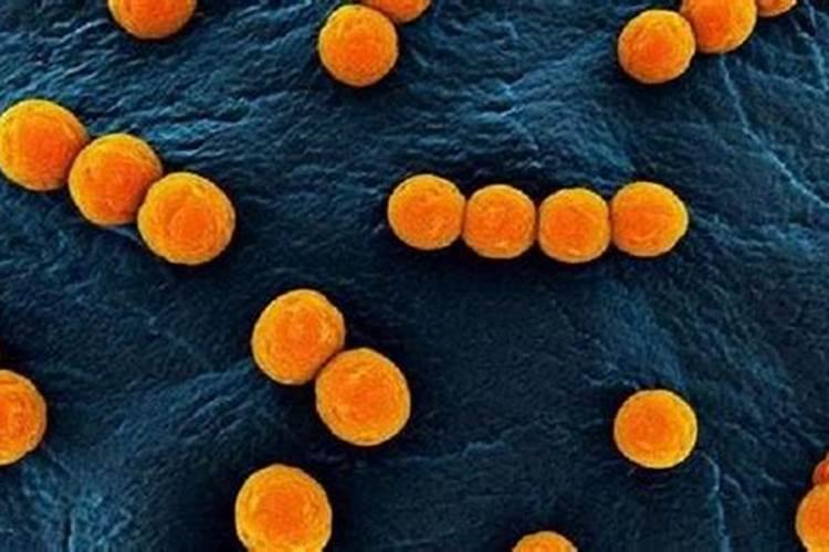 凤仙花的栽培方法