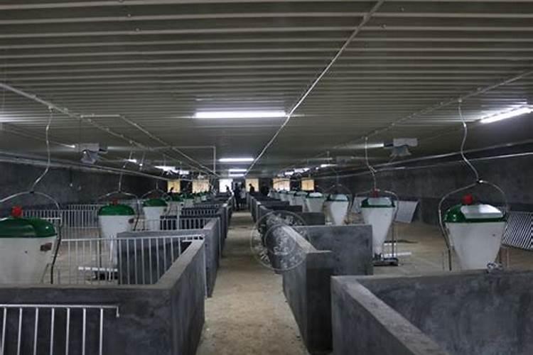 蒜薹是用人尿泡的吗