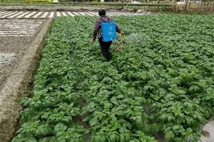 为什么不能中午打叶面肥 叶面肥使用方法