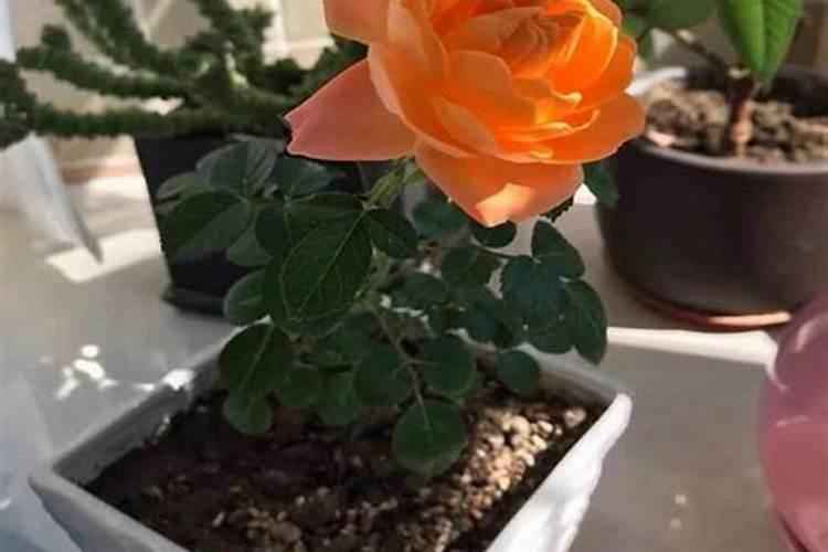 冬天月季施什么肥最好