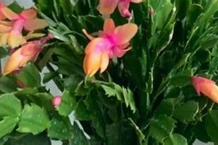 蟹爪兰有花苞的时候可以加营养液吗