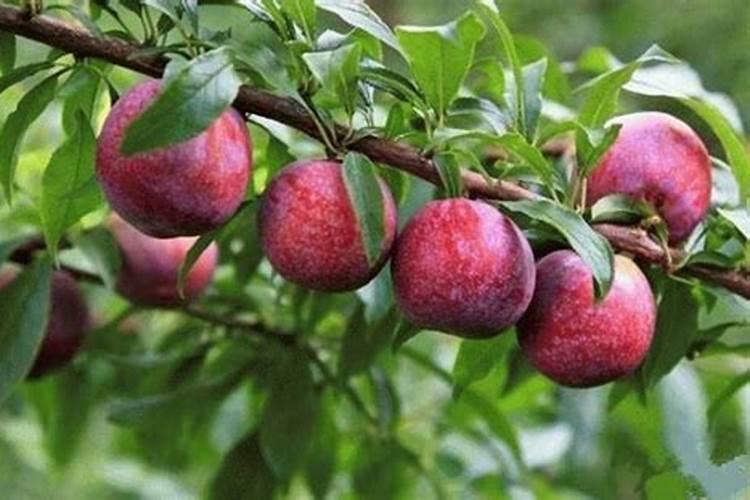 李子施什么肥比较甜