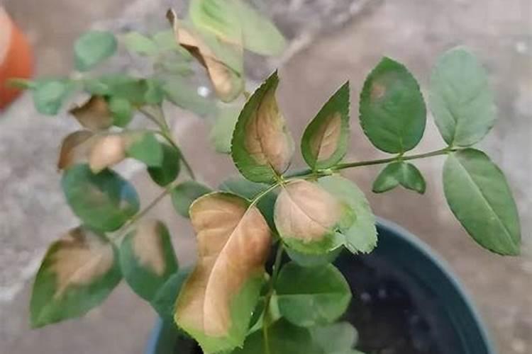 核桃树无公害施肥技术是什么？