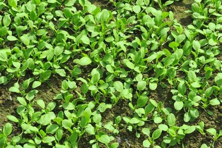 大白菜出芽后怎么管理？