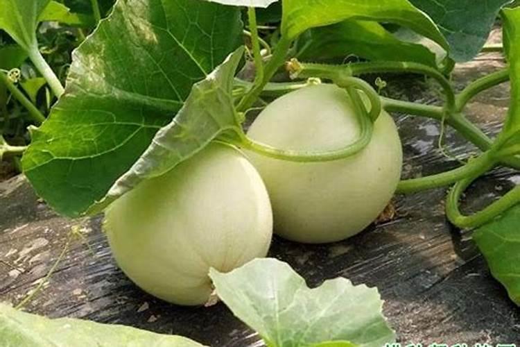 想要让甜瓜长得更好,肥料补充是关键,如何施肥才最好？