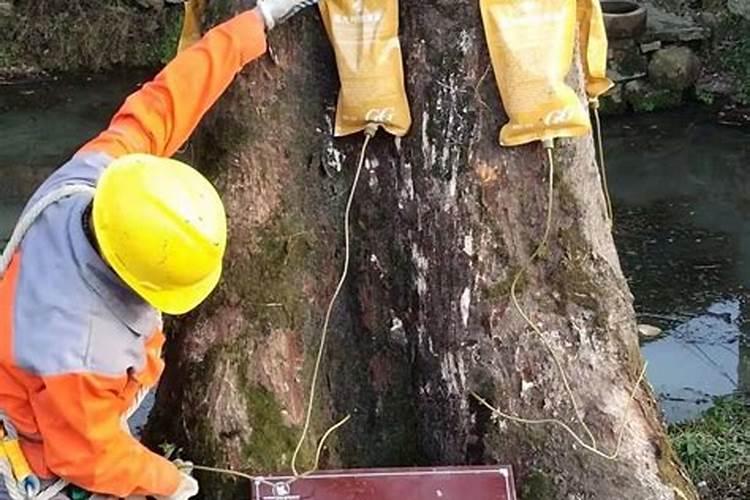 有什么办法能养护紫薇？