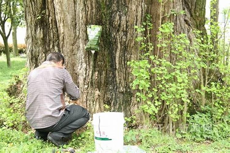 刚栽植的榔榆也发芽了,新芽就是不旺,有什么方法补救呢？