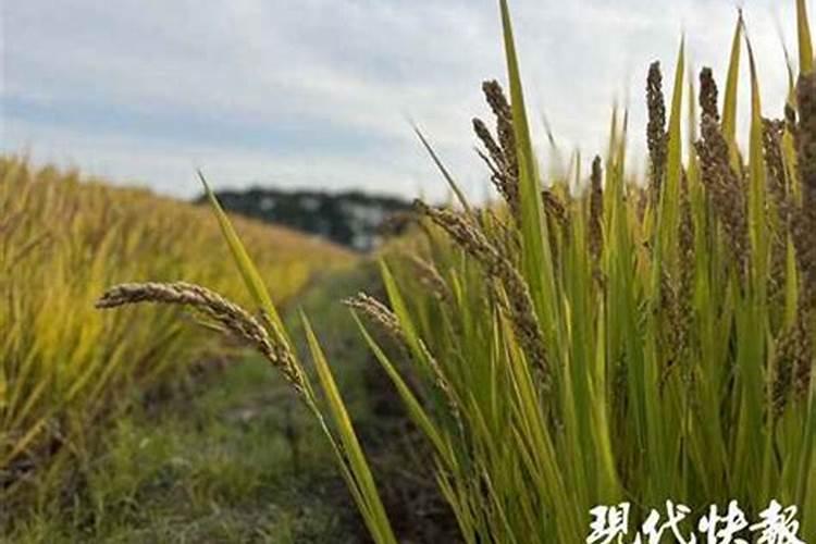 水稻什么时候用叶面肥