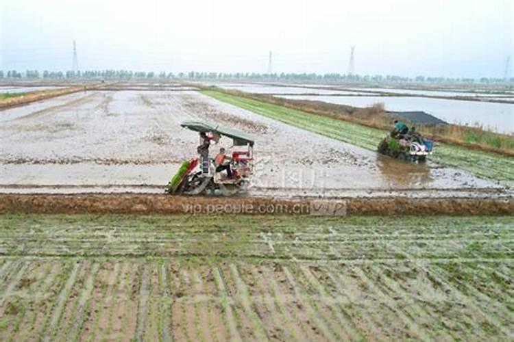 水稻叶面喷肥时间 水稻怎么施肥