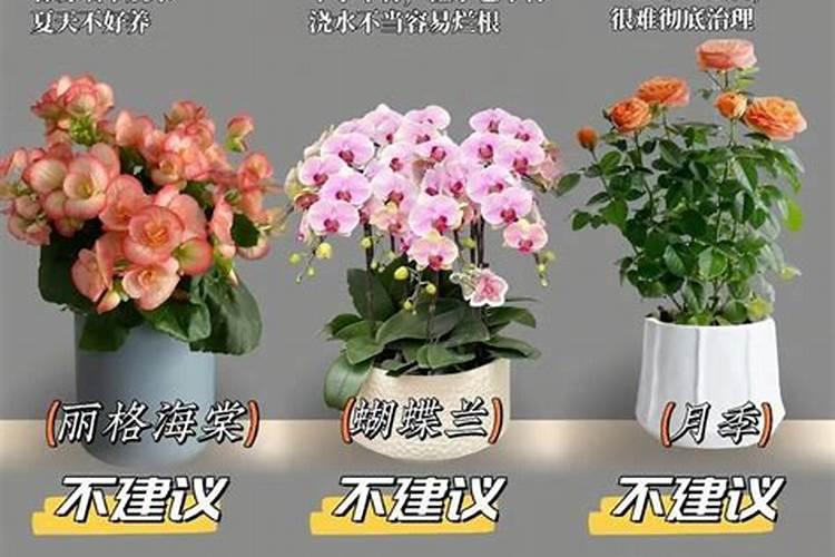 有哪些花能用氮肥