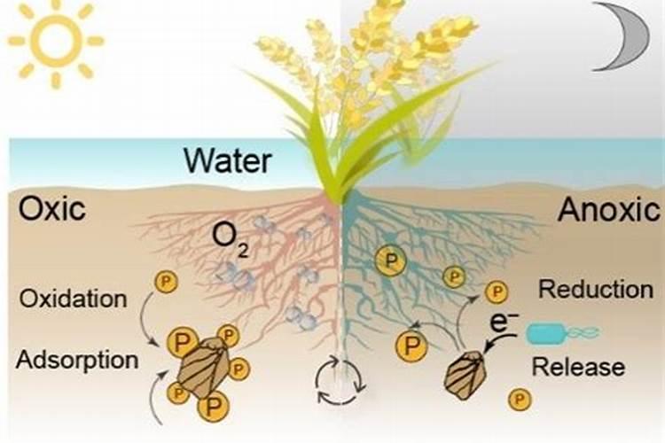 大蒜冲施磷酸二氢钾好吗