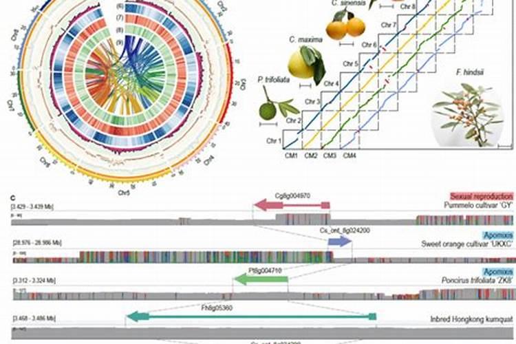 鱼蛋白喷施一次多少毫升