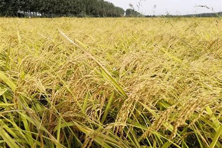 富岛复合价格查询