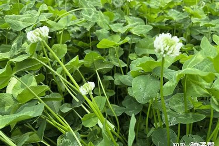 白三叶护坡种植应该怎么办？白三叶可以作为绿肥使用吗？