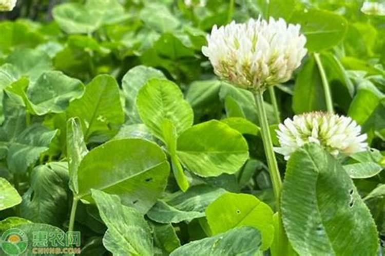 三叶草的栽培方法和养护要点