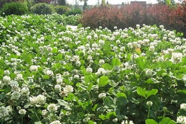 三叶草的养殖方法与注意事项