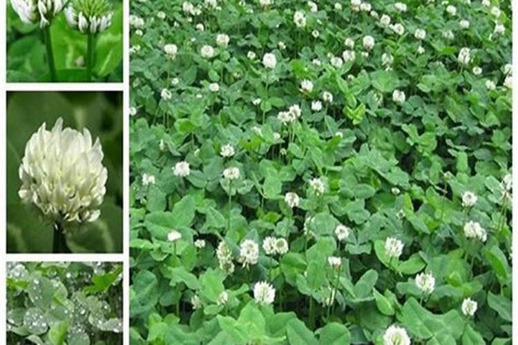 种植白三叶草有什么用途(白三叶草种子种植方法)