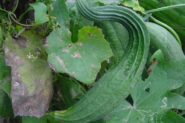 栽培黄瓜为什么经常出现畸形瓜？如何预防畸形瓜的发生？