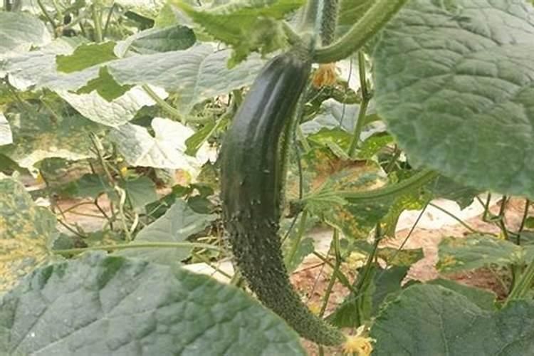 黄瓜保花保果用哪种水溶肥效果好？黄瓜结果期需要用什么肥料？