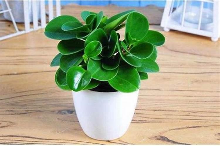 碧玉浇什么水好