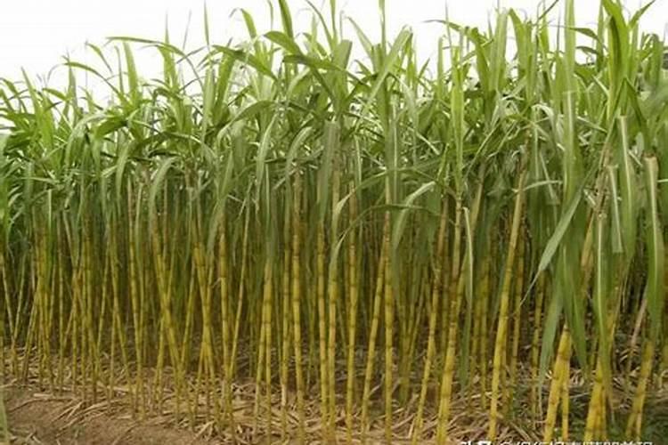 中量元素肥如何选择？