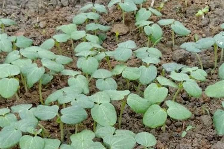 硼肥能提高坐果率,还是锌肥能提高坐果率？