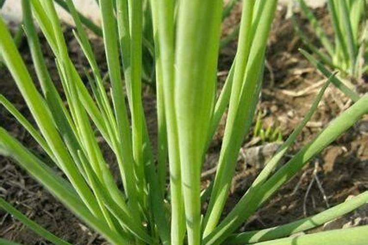 小葱移栽后多久施肥