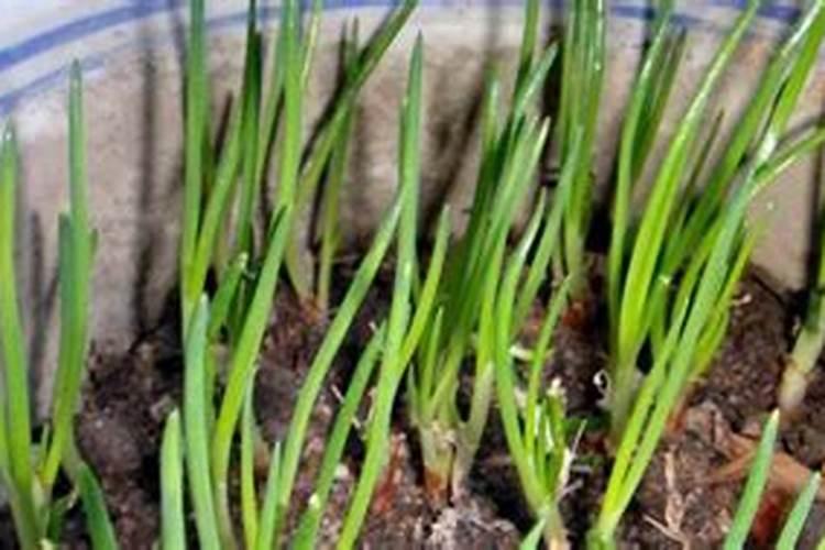 小葱施肥最佳时间